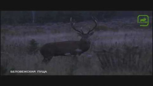 Благородный олень. Беловежская пуща. Сентябрь 2016 / Deer. Belovezhskaya Pushcha. September 2016