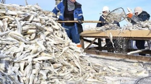 Рыбалка в тайге. Якутский невод. Река Мунгха. Таежная жизнь рыбаков.