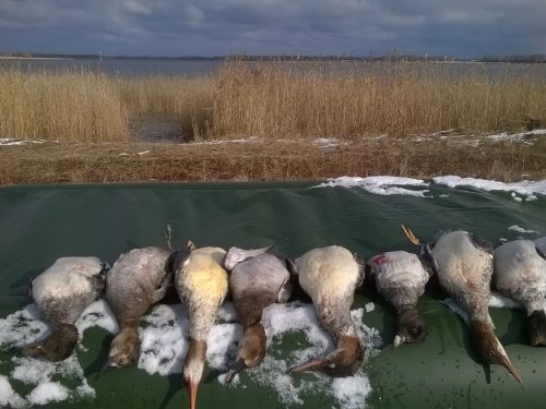 наверное зыкрылся