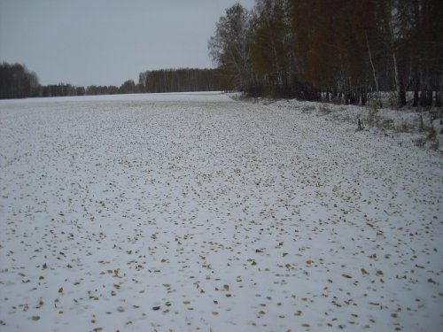 Открытие в золотом листопаде