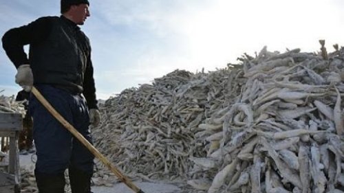 Рыбалка в глуши тайги! Зимний невод. Быт рыбаков!