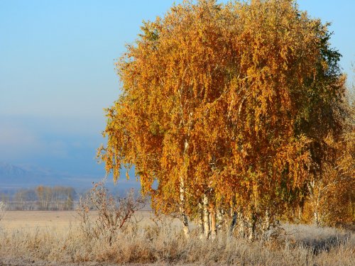 бальзам на душу городским