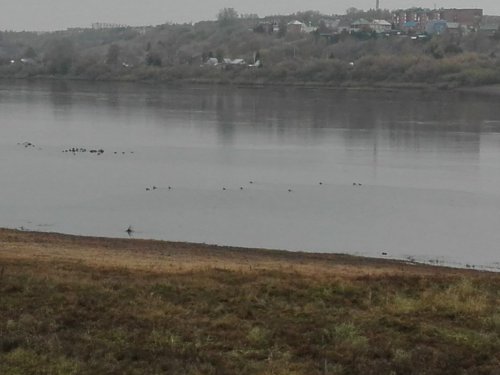 Крякаш.Томь г.Юрга