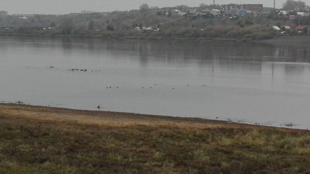 Крякаш.Томь г.Юрга