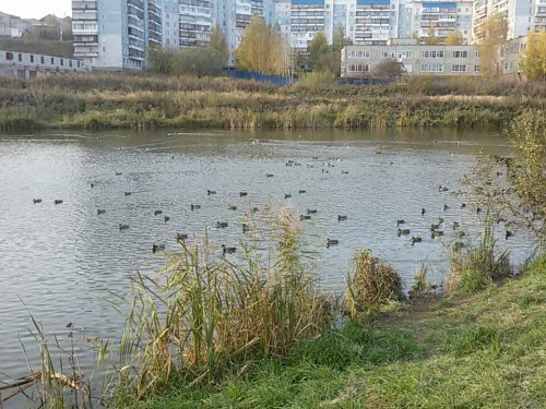 На городском озере