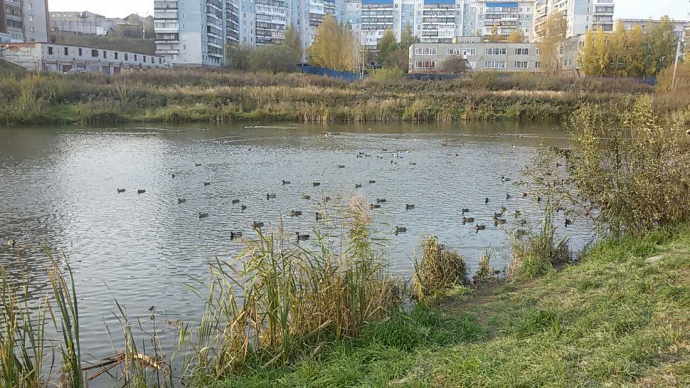 На городском озере