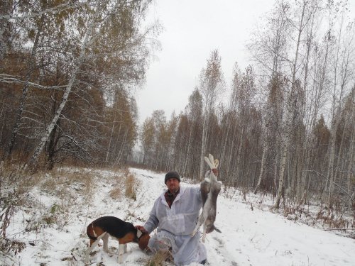 Охота с эстонской гончей!!