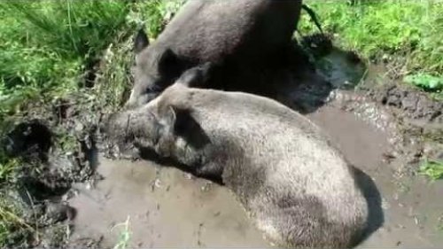 Грязевые ванны