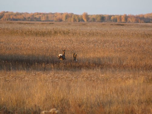 В полете!
