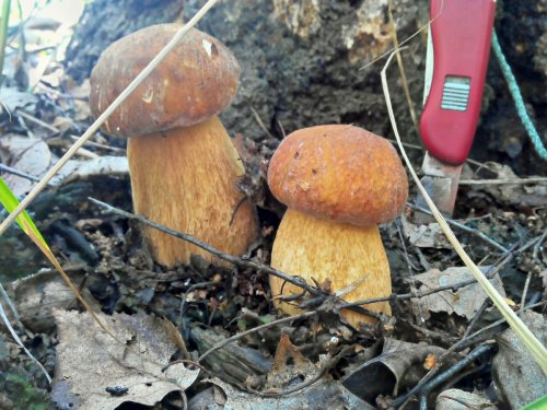 Брательники.