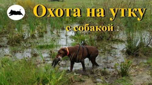 Охота на утку с собакой