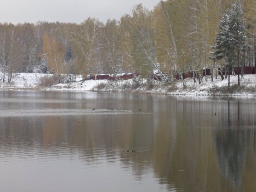 Пригородные утки (кряква)