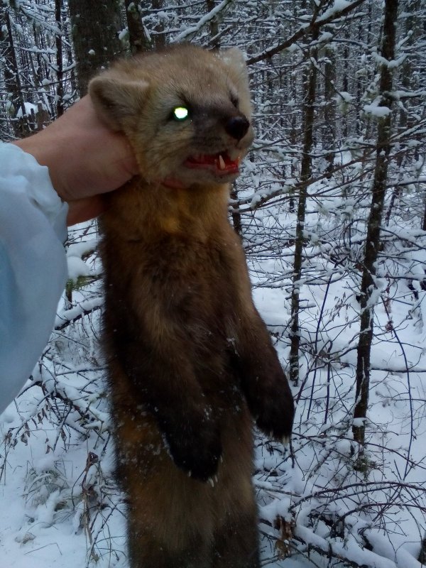 кот ))))