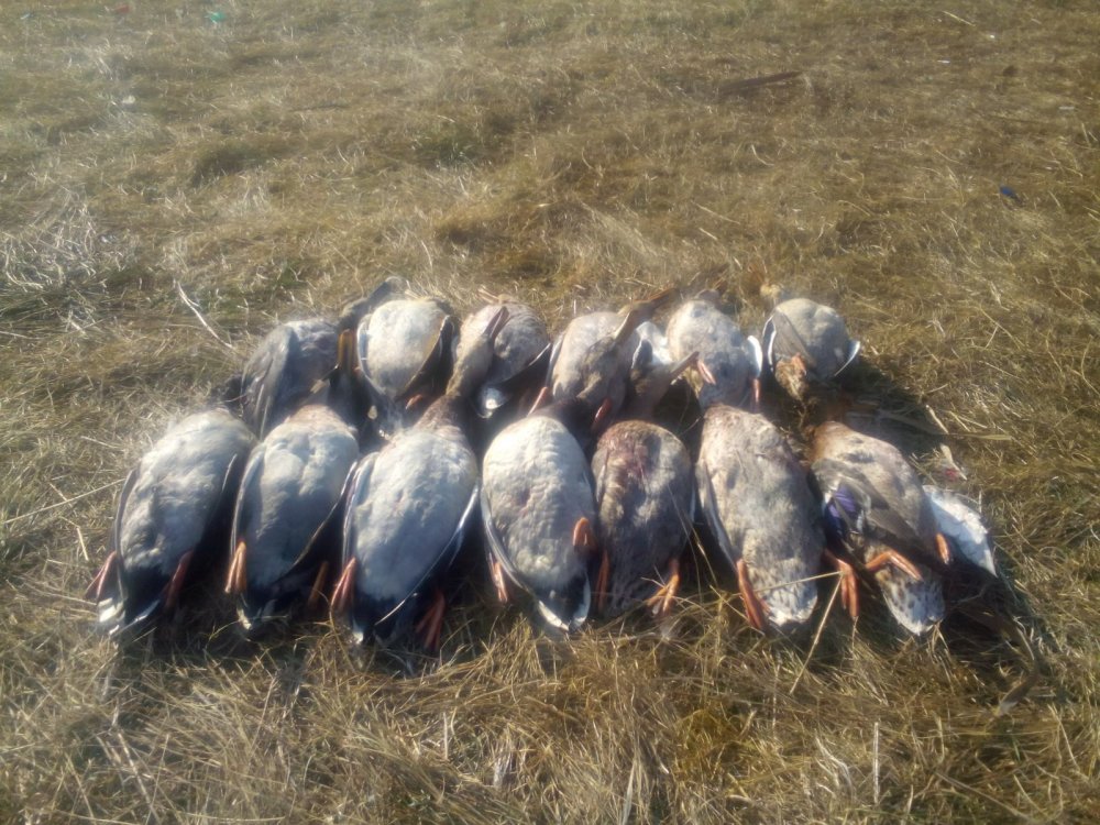 Утряночка с другом 6.10.16