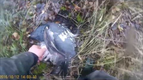 Удачная охота на боровую дичь поздней осенью. Hunting for wild birds