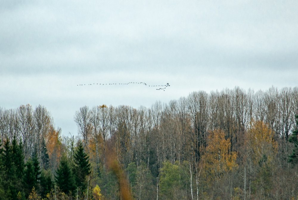 Полетели.