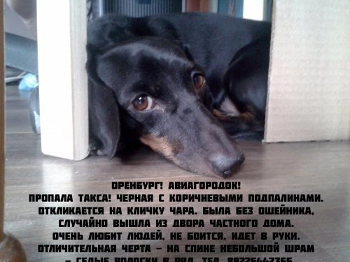Пропала такса! Оренбург!