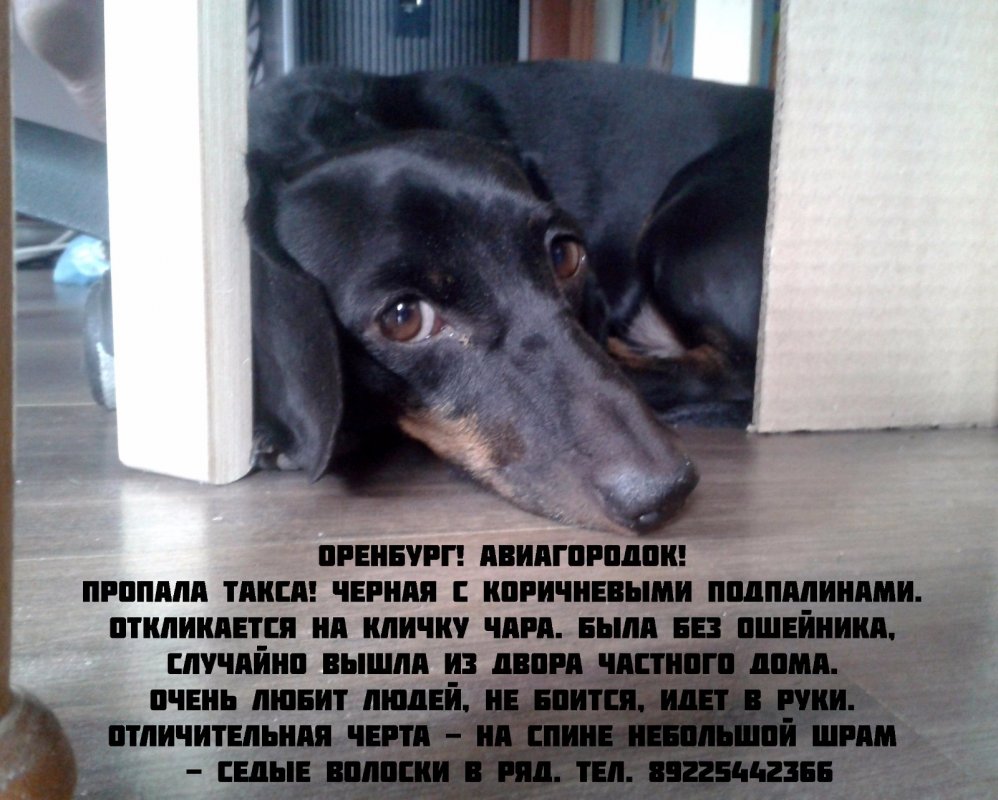 Пропала такса! Оренбург!