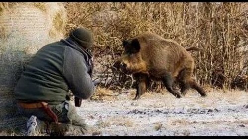 Охота на кабана - лучшие выстрелы 2016