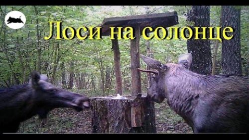 Лоси на солонце