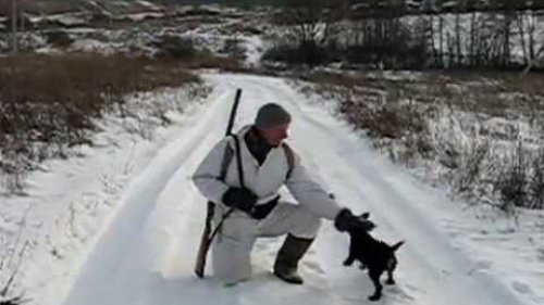 Натаска ягдтерьера