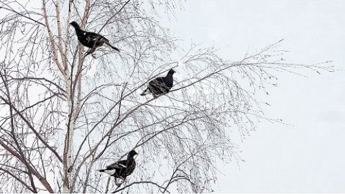 Охота на боровую дичь