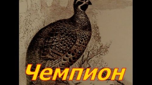 Чемпион на рябчика