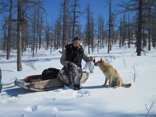Подранок