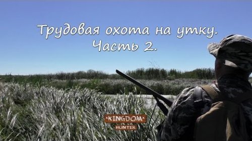 Трудовая охота на утку. Часть 2.  Табун крыжней чуть на голову не сел.