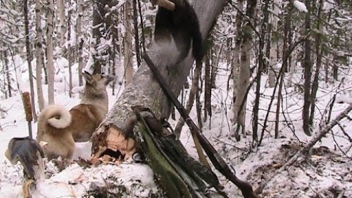 Северные охотники-промысловики!