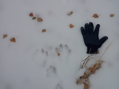 По следам динозавра))