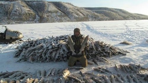 Жиганский улус. Заготовка рыбы.
