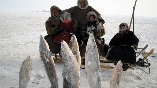 Северные кочевники.