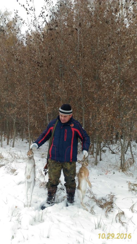 Зайки