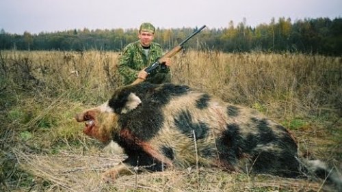 Охота на кабана с подхода.