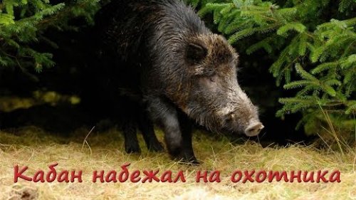 Кабан набежал на охотника