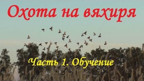 Охота на вяхиря Часть 1: Подготовка скрадка и советы.