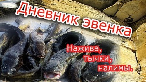 Нажива, тычки, налимы