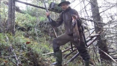 Особенности добычи куниц в Финляндии