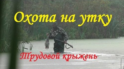 Охота на утку: трудовой наглый крыжень!