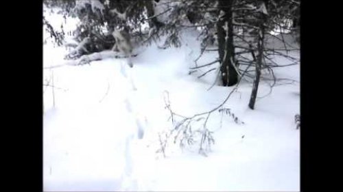 Охота с лайкой на куницу. Попытка вытропить куницу в начале ноября.