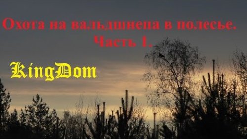 Охота на вальдшнепа в полесье
