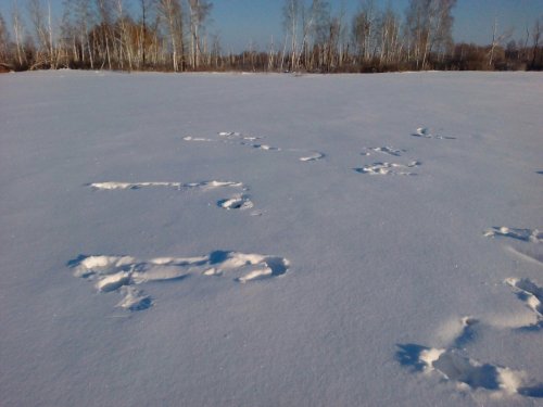 Тетеревиная спальня.