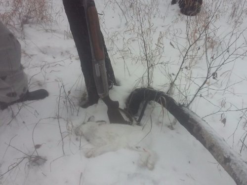 Маленький, но такой трудовой...