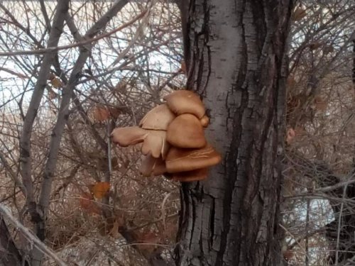 вешинки в ноябре