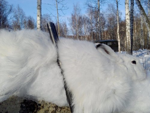 Белячок.