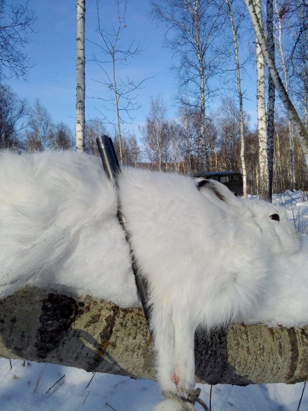 Белячок.