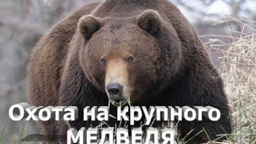 Охота на крупного медведя "по шведски"
