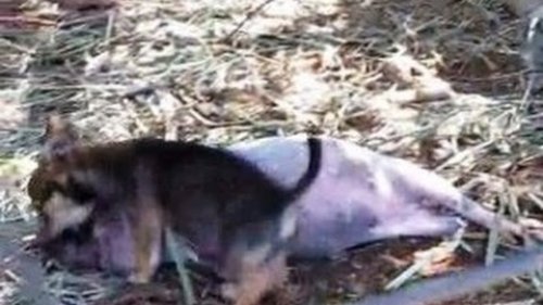 Натаска собаки по кабану )).  (Coaching dog on a wild boar.)