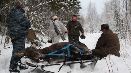 Охота на лосей! Глушь волгоградских лесов. Из цикла "Охотничьи истории"
